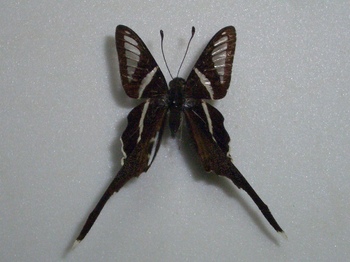 スソビキアゲハ　Lamproptera meges